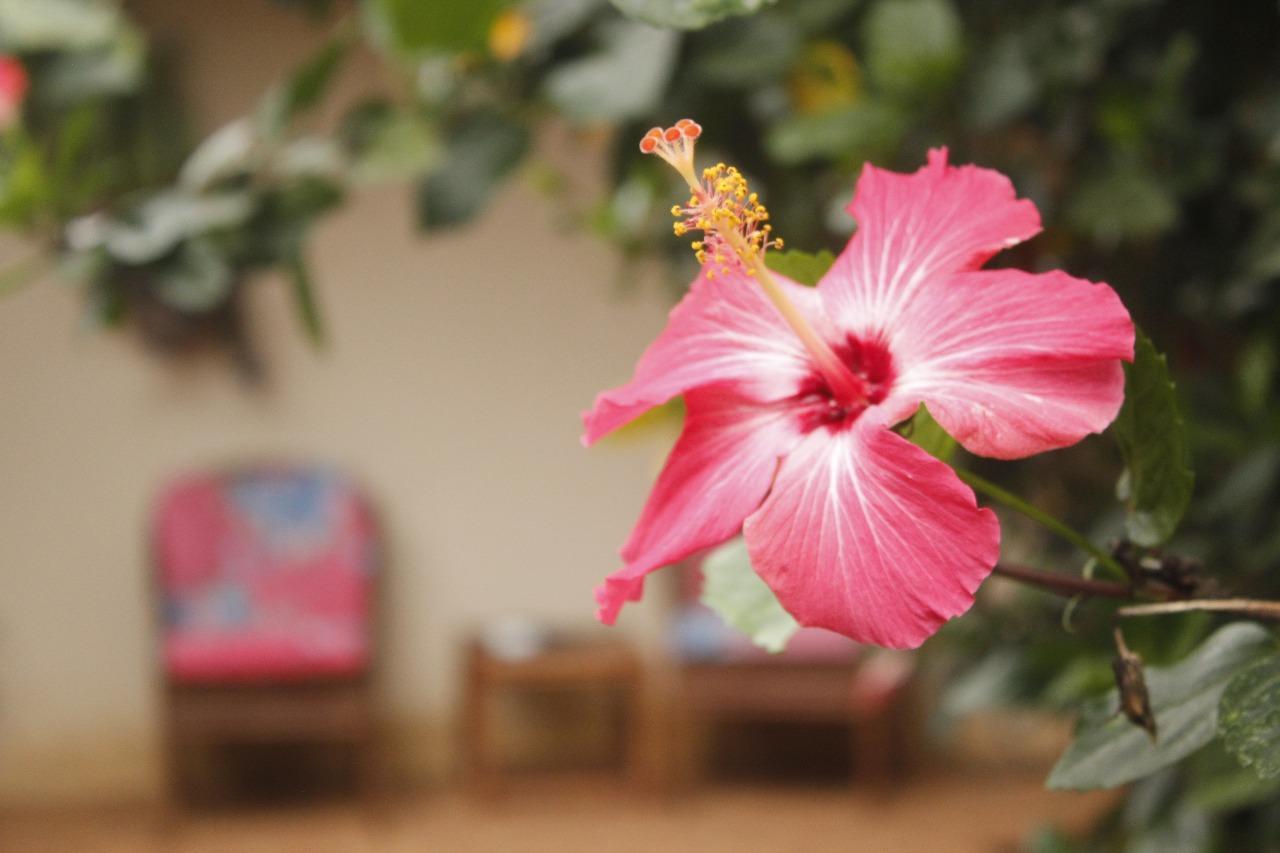 Vida Tropical Bed & Breakfast Alajuela Exterior foto